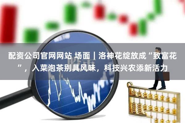 配资公司官网网站 场面｜洛神花绽放成“致富花”，入菜泡茶别具风味，科技兴农添新活力